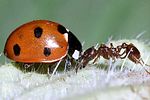 coccinella-septempunctata-fight-foto-hamers