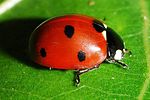 coccinella-septempunctata-foto-dinicola