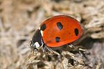 coccinella-septempunctata-foto-goebel-berggold
