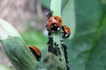 coccinella-septempunctata-foto-hellingman