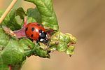coccinella-septempunctata-foto-kirchen