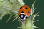 coccinella-septempunctata-foto-weidlich