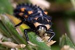 coccinella-septempunctata-larva-foto-pageler