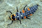 coccinella-septempunctata-larva-foto-renke