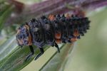 coccinella-septempunctata-larva-foto-rydzi