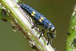 coccinella-septempunctata-larva-foto-weidlich