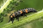 coccinella-septempunctata-larva-foto-wmueller