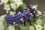 coccinella-septempunctata-larva2-foto-rydzi