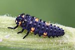 coccinella-septempunctata-larva3-foto-rydzi