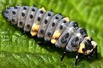 coccinella-septempunctata-larve-foto-vanderkrieken