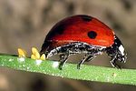 coccinella-septempunctata-ovopos-foto-kozlowski