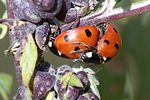 coccinella-septempunctata-paar-foto-weidlich