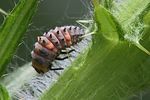 coccinella-septempunctata-praepupa-foto-zimmermann
