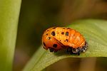 coccinella-septempunctata-pupa-foto-erezuma
