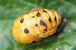 coccinella-septempunctata-pupa-foto-rydzi