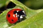 coccinella-septempunctata2-foto-boden