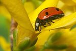 coccinella-septempunctata2-foto-koehler
