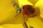 coccinella-septempunctata3-foto-koehler