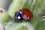 coccinella-septempunctata5-foto-rydzi