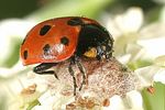 coccinella-undecimpunctata-dinocampus-coccinellae-coccoon-foto-vanderkrieken