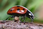 coccinella-undecimpunctata-foto-faasen