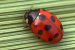 coccinella-undecimpunctata-foto-kozlowski