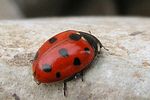 coccinella-undecimpunctata-foto-tanner