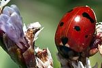 coccinella-undecimpunctata2-foto-megroz