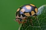 coccinula-quatuordecimpustulata-foto-faasen