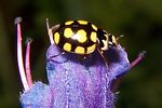 coccinula-quatuordecimpustulata-foto-koehler