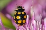 coccinula-quatuordecimpustulata-foto-trilar