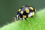 coccinula-quatuordecimpustulata-foto-weidlich