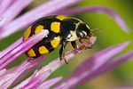 coccinula-quatuordecimpustulata2-foto-trilar