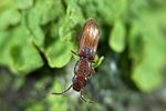 cryptolestes-ferrugineus-foto-weidlich