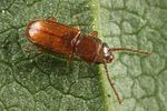 cryptolestes-pusillus-foto-altmann