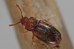 cryptophagus-scanicus2-foto-dewilde