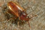 cryptophagus-uncinatus-foto-dewilde