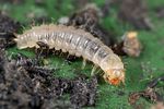 cryptophagus-uncinatus-larva2-foto-dewilde
