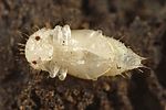 cryptophagus-uncinatus-pupa3-foto-dewilde