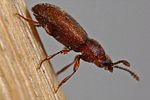 cryptophagus-uncinatus2-foto-dewilde