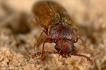 cryptophagus-uncinatus3-foto-dewilde