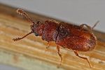 cryptophagus-uncinatus4-foto-dewilde