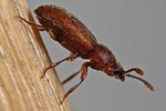 cryptophagus-uncinatus5-foto-dewilde