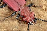 cucujus-cinnaberinus-detail-foto-weidlich