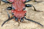 cucujus-cinnaberinus-detail2-foto-weidlich