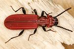 cucujus-cinnaberinus-foto-dvorak