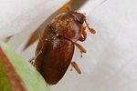 epuraea-melanocephala3-foto-altmann