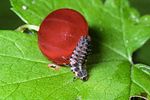 exochomus-quadripustulatus-larva-foto-hamers
