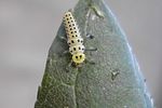 halyzia-sedecimguttata-larva-foto-kruithof