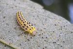 halyzia-sedecimguttata-larva2-foto-kruithof